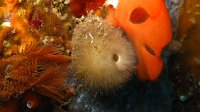 110 Sycon (Sycon raphanus)
